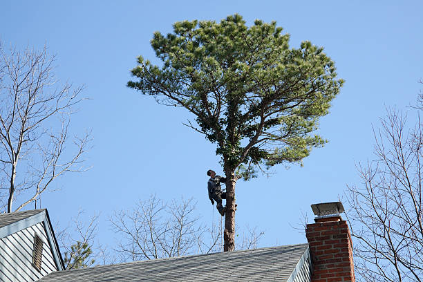 Best Palm Tree Trimming  in USA